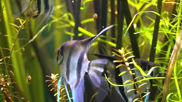 Elegant striped angelfish swimming among green plants in an aquarium