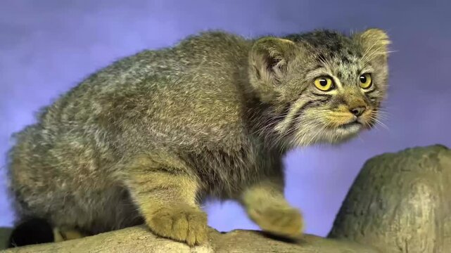Wild Pallas's cat manul walking alertly in its natural wilderness habitat