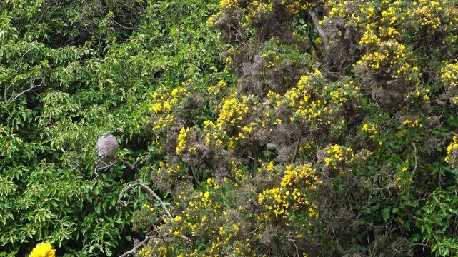 Common wood pigeon resting near blooming gorse bushes