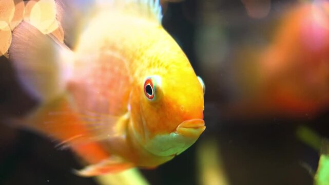 Close up of a bright orange parrot cichlid fish swimming in aquarium