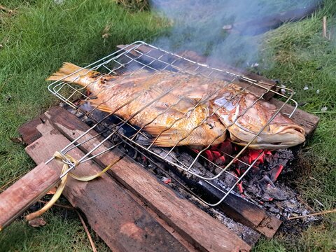 Traditional Asian grilled red snapper fish cooking over charcoal, authentic outdoor seafood barbecue on green grass background.