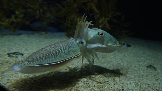 Two cuttlefish attached together and drifting in aquarium, marine animal behavior footage