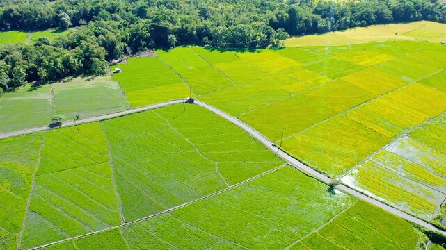 High angle drone panning shot tracking a truck driving along a country road through vast green and golden paddy fields in Flores, Indonesia.
