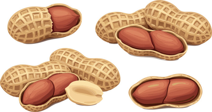 Realistic Peanut Illustration Set with Shelled and Unshelled Peanuts for Food, Snack, Cooking, Organic, Culinary, and Healthy Nutrition Designs