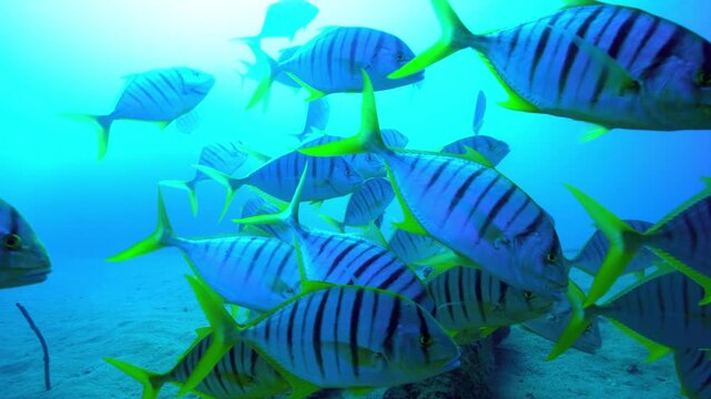 School of blue and yellow striped fish swimming in a tropical coral reef