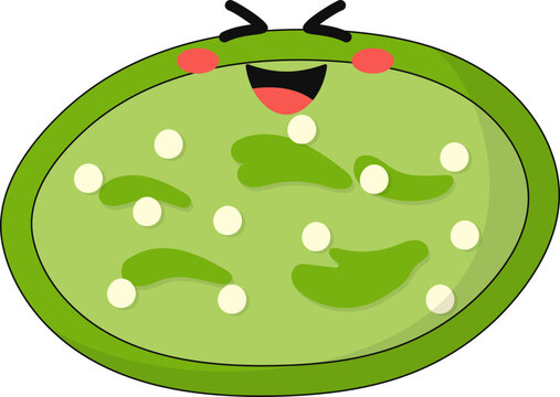 Gerontoplast, Cute Plastids Illustration. Vector Isolated