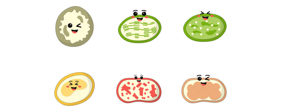 Cute Plastids Illustration Set, Chloroplast Chromoplast Leucoplast Amiloplast Biology Vector