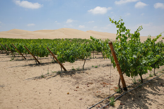 Pisco, Peru - 4 Dec 2025: Wine production and vineyards in the desert at Bodega Murga, Pisco, Peru