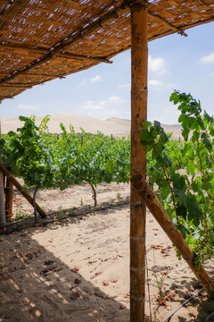Pisco, Peru - 4 Dec 2025: Wine production and vineyards in the desert at Bodega Murga, Pisco, Peru