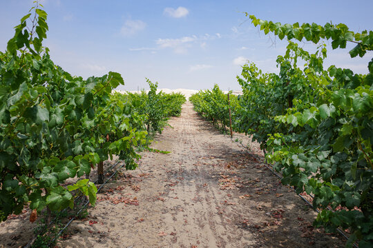 Pisco, Peru - 4 Dec 2025: Wine production and vineyards in the desert at Bodega Murga, Pisco, Peru
