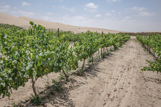Pisco, Peru - 4 Dec 2025: Wine production and vineyards in the desert at Bodega Murga, Pisco, Peru