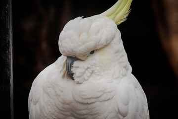 Elegant White Cockatoo Portrait with Raised Crest © Delon