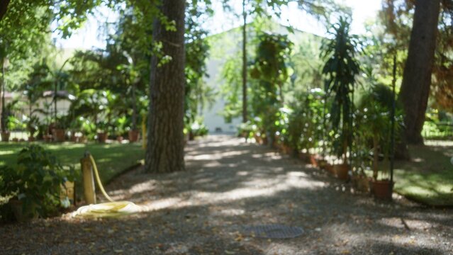 Sunlit garden path with potted plants and towering trees softly blurred bokeh garden; background backdrop copyspace calm.