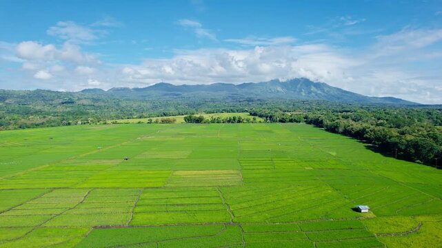 Vast green rice fields under a beautiful blue sky with white clouds and a majestic mountain range in rural Flores, Indonesia.
