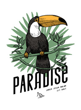Toucan paradise. Tropical bird sitting on the branch with the tropical leaf background. Vintage typography t-shirt print vector illustration.