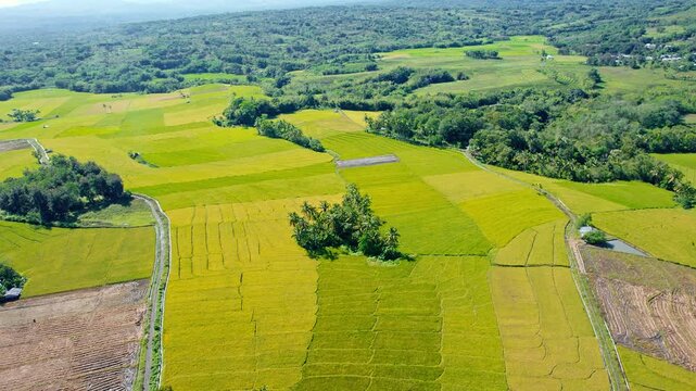 Drone orbit flight around an island of tropical trees surrounded by vast golden and green terraced rice fields in rural Flores, Indonesia.

