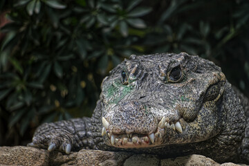 Fototapeta premium Detailed Close-Up Portrait of a Crocodile Resting on Rock