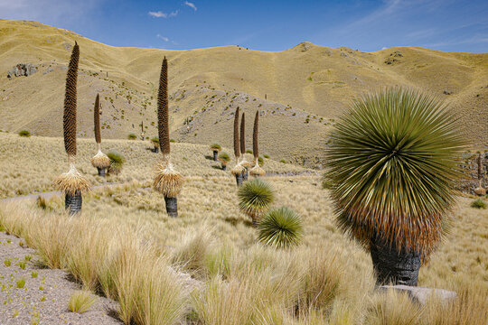Puno, Peru - Puya raimondii (Queen of the Andes) bromeliads in the Andes mountains
