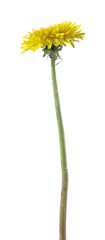 Obraz premium One beautiful dandelion flower isolated on white