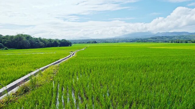 Low aerial drone forward flight over vibrant green rice fields with a concrete irrigation channel and mountains in rural Flores, Indonesia.
