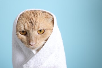 Wet cat wrapped in towel on light blue background, closeup. Space for text © New Africa