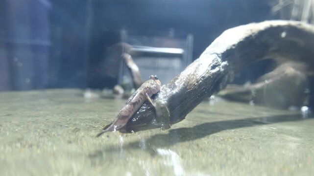 Goby fish knocked off branch in aquarium, small underwater animal behavior footage