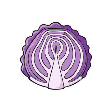 Cross section of vibrant purple cabbage revealing concentric rings and layers