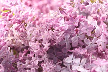 Obraz premium Many fresh lilac flowers as background, closeup