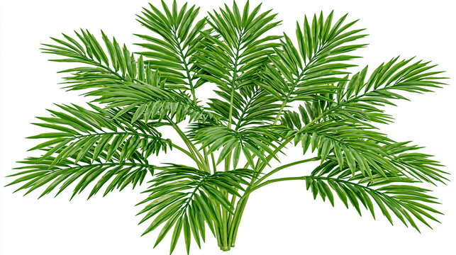 Green tropical palm plant with multiple fronds isolated on white background
