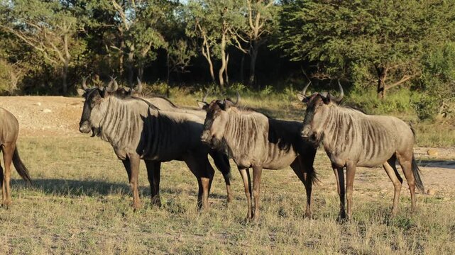 A herd of blue wildebeest snorting at a predator