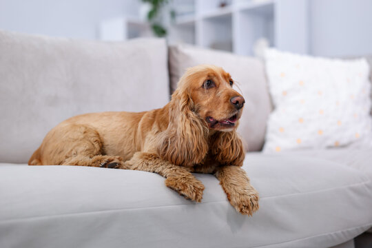 English Cocker Spaniel dog resting on sofa at home, space for text