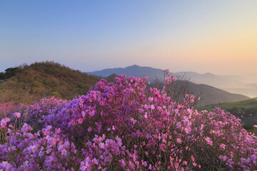 Fototapeta premium 진달래,혈구산,강화군,인천