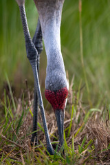Naklejka premium Close up view of sandhill crane head