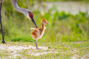 Naklejka premium Sandhill crane colt in Orlando wetland park