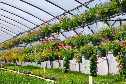 Hanging flowerpots in a large greenhouse.