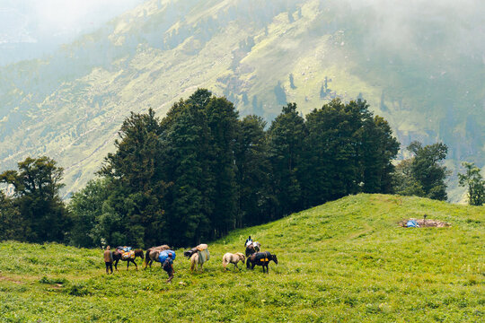 Many horses and porters are walking on the green grass on the Bhrigu Lake trekking trail, Manali, India. Many flowers and Oak trees in the meadow with fog. Nature background idea with copy space.
