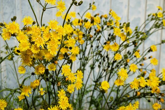 Gelber Asternstrauch vor verwittertem wei&szlig;en Garagentor am Nachmittag im Fr&uuml;hling