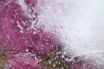 Obraz premium Pink Flower Petals Frozen in Ice Creating Irregular Texture