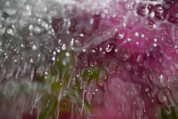 Pink Flower Petals Frozen in Ice Creating Irregular Texture © Anna Hoychuk