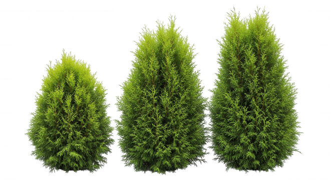 Three vibrant green thuja occidentalis evergreen shrubs of varying heights isolated on a solid black background, for landscaping