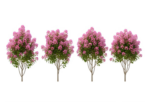 Four crape myrtle trees with pink blossoms in a row isolated on a transparent background