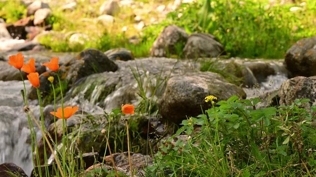 自然, 植える, 草, 水, コケ, 森, 風景, 葉, アウトドア, サマー, 伸び, 花, 季節, ウィルト, 庭, 山