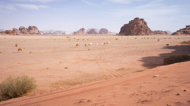 Camels with calves walking through desert landscape with sand and mountains, Tabuk, Saudi Arabia
