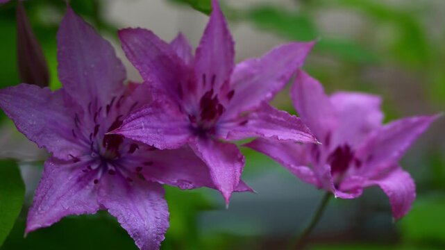 花, 自然, ピンク, 紫, サマー, 全盛期, 庭, 植える, 咲く, 植物, クレマチス, マクロ, 花びら, フローラル, 美しさ, とぶ, ツツジ, スミレ, アップ, 美しい, 葉