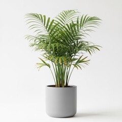 Fototapeta premium A Lush Green Areca Palm Plant in a Modern Gray Pot.