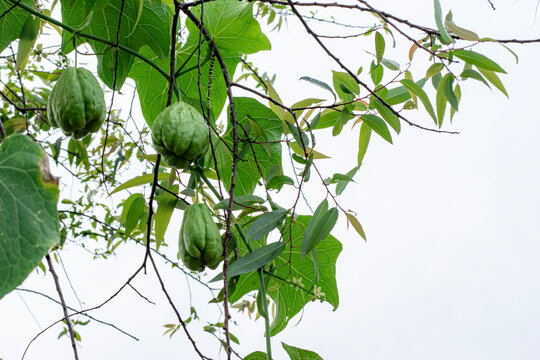 Fresh Chayote Hanging on Vine in Garden, Green Chayote  atau christophine, mirliton, g&uuml;isquil, dan choko Squash Growing on Tropical Plant