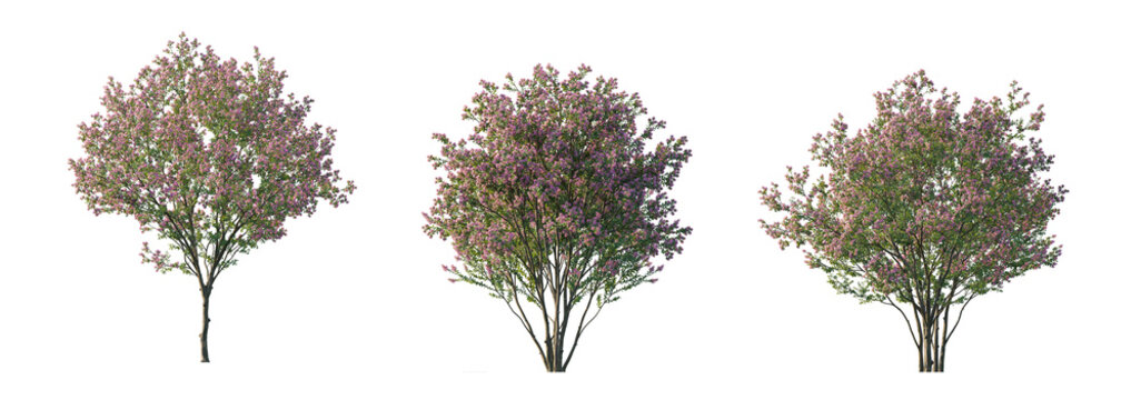 Lagerstroemia micrantha (small-flowered crape myrtle, philippine crape myrtle) isolated png on a transparent background premium nature cutout