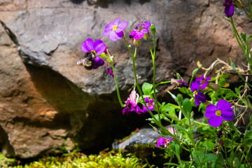 Bumblebee Gathering Nectar from Vibrant Purple Wildflowers © Delon