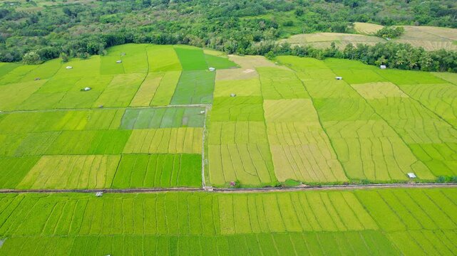 Drone shot of vast agricultural rice fields with small farming huts next to a lush tropical forest under bright overcast daylight.
