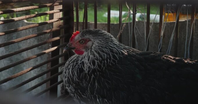 Closeup of a domestic black and white hen with a red comb resting inside a rustic metal cage on a farm, looking around curiously with a green background in soft focus.
